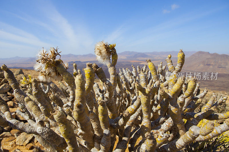 Tabaibas和种子在Tablero del Saladillo - Fuerteventura